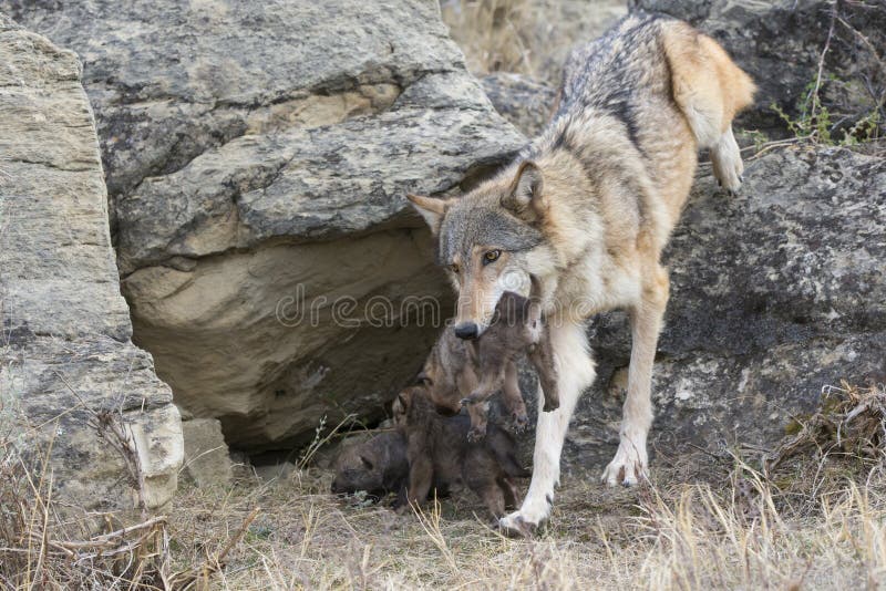 Cucciolo di trasporto del lupo comune nella sua bocca
