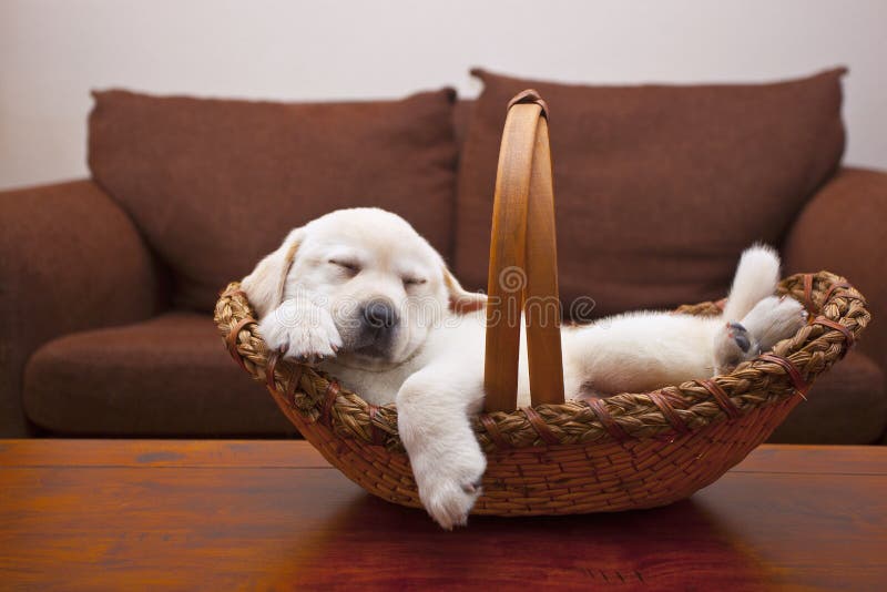 Cucciolo di Tuckered Cucciolo di Tuckered