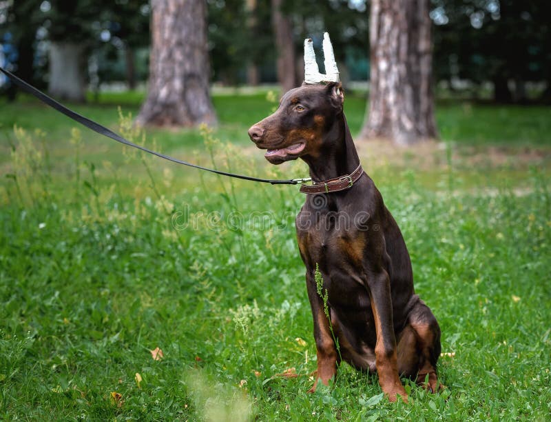 Cucciolo di un terrier di Dobermann sulla passeggiata nel parco fotografia stock libera da diritti Cucciolo di un terrier di Dobermann sulla passeggiata nel parco fotografia stock libera da diritti
