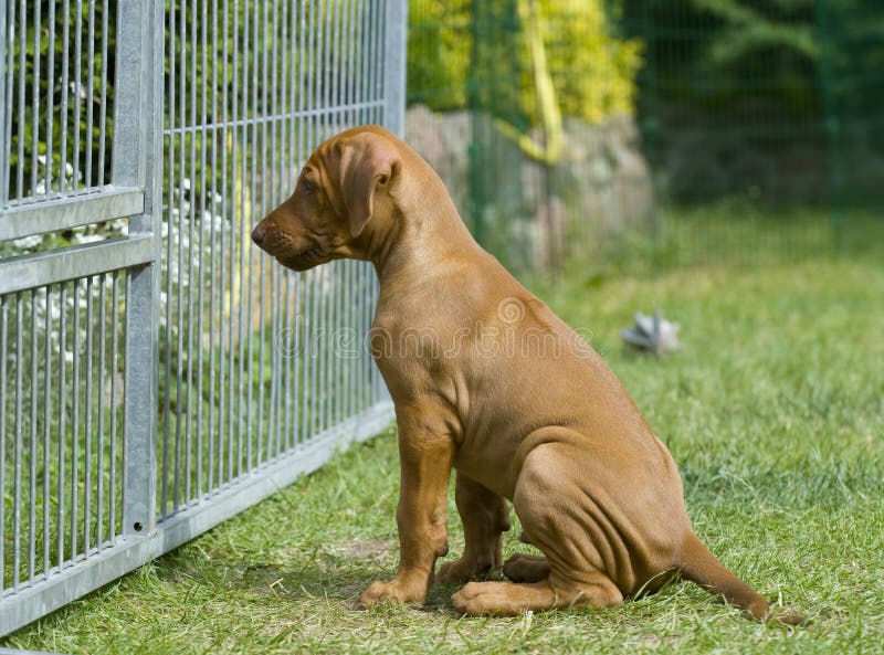 Cucciolo dietro un recinto