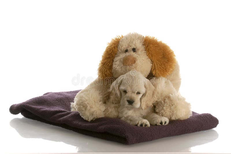 American cocker spaniel puppy laying down snuggling with stuffed look-a-like dog with reflection on white background. American cocker spaniel puppy laying down snuggling with stuffed look-a-like dog with reflection on white background