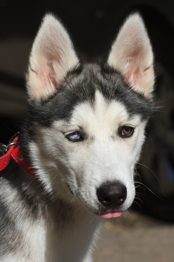 Cucciolo femminile del husky con il primo piano colorato degli occhi immagini stock Cucciolo femminile del husky con il primo piano colorato degli occhi immagini stock