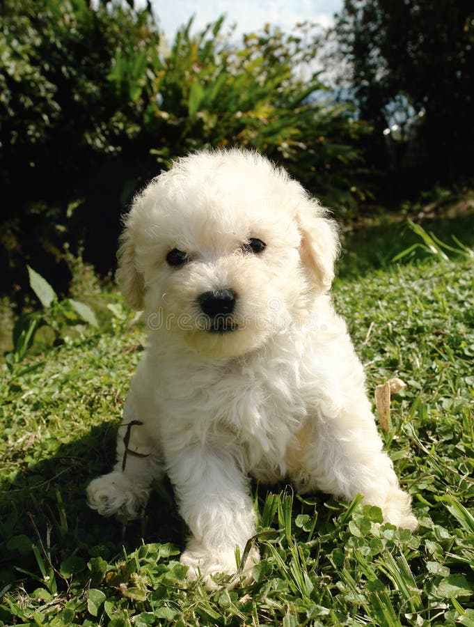 Purebreed french poodle puppy sitting in the grass. Purebreed french poodle puppy sitting in the grass