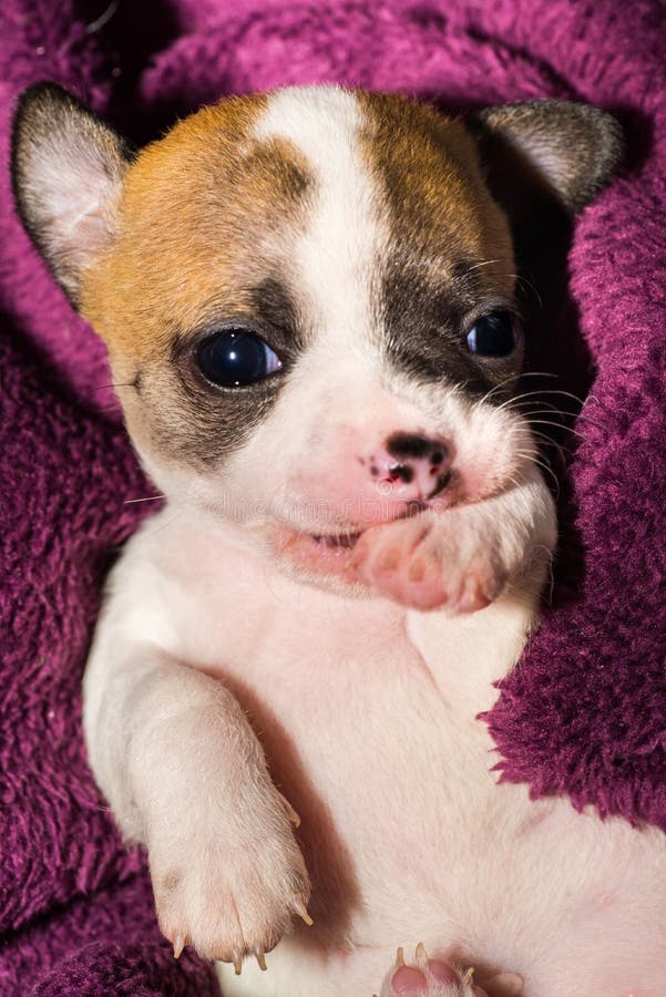Cucciolo incredibilmente sveglio della chihuahua che si trova e che succhia sulla sua zampa immagine stock libera da diritti Cucciolo incredibilmente sveglio della chihuahua che si trova e che succhia sulla sua zampa immagine stock libera da diritti
