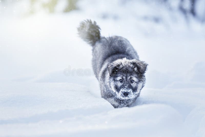 Cucciolo lanuginoso sveglio fotografia stock libera da diritti Cucciolo lanuginoso sveglio fotografia stock libera da diritti