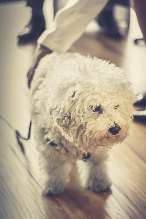 Cucciolo maltese in ristorante fotografia stock libera da diritti Cucciolo maltese in ristorante fotografia stock libera da diritti