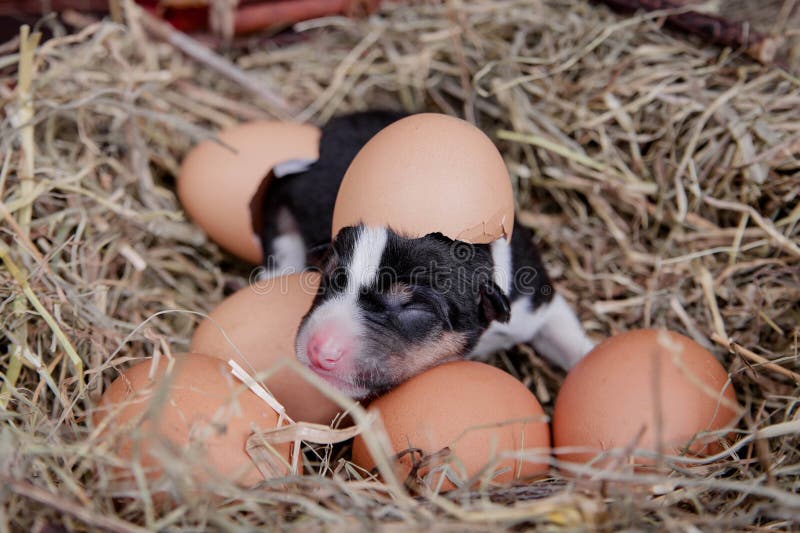 Cucciolo di basenji appena nato nel nido fotografia stock