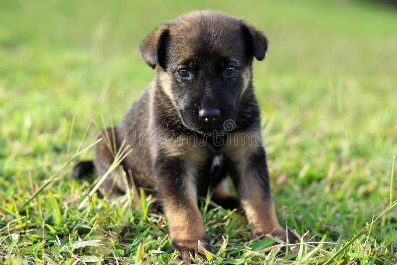 Cucciolo nero sveglio con le marcature marroni fotografia stock libera da diritti Cucciolo nero sveglio con le marcature marroni fotografia stock libera da diritti