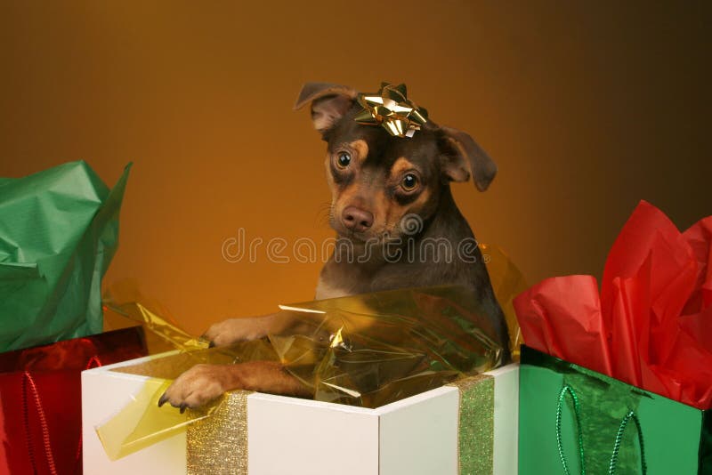 Cucciolo presente fotografia stock libera da diritti Cucciolo presente fotografia stock libera da diritti