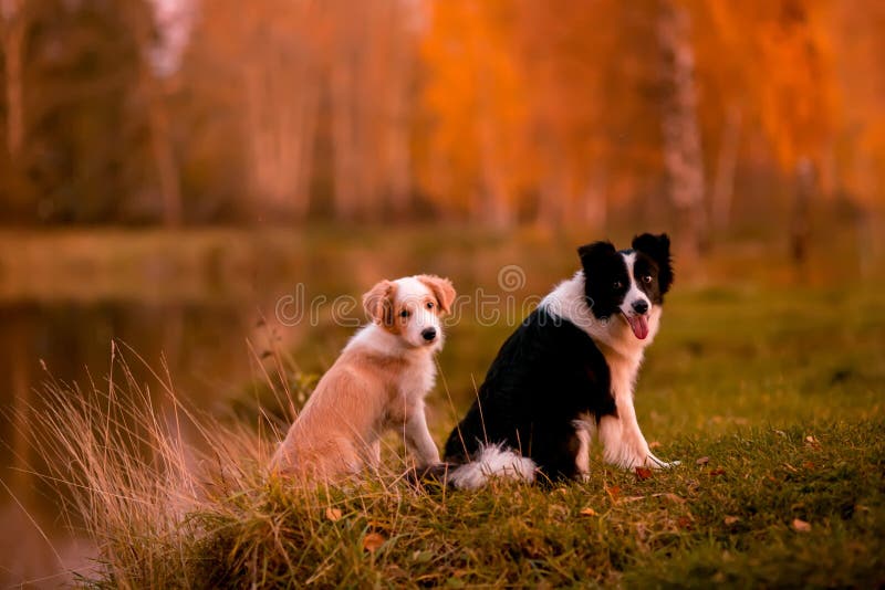 Cucciolo rosso border collie e cane in bianco e nero su erba Tramonto Foresta e lago su fondo fotografia stock Cucciolo rosso border collie e cane in bianco e nero su erba Tramonto Foresta e lago su fondo fotografia stock