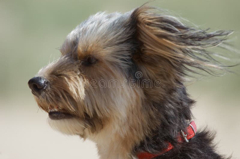Cucciolo sveglio fotografia stock