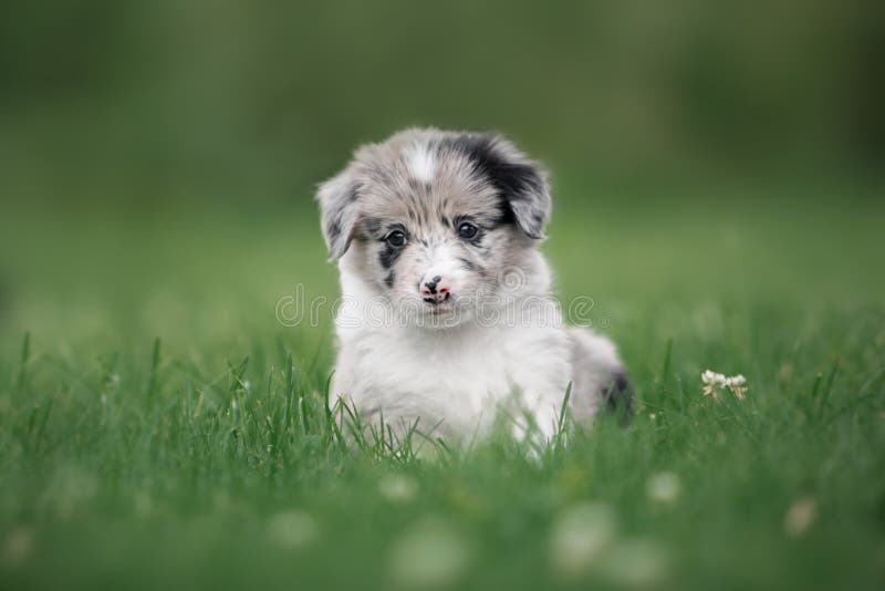 Cucciolo sveglio border collie che si siede pensively nell'erba immagine stock libera da diritti Cucciolo sveglio border collie che si siede pensively nell'erba immagine stock libera da diritti