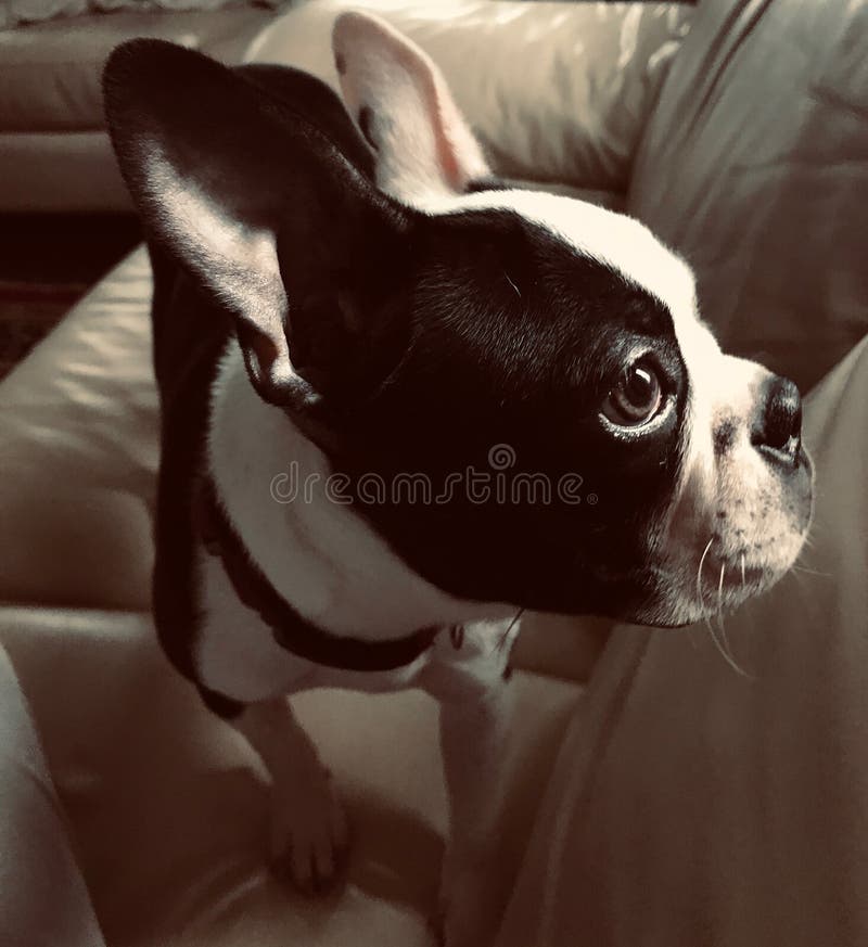 Cucciolo sveglio, Boston Terrier immagine stock Cucciolo sveglio, Boston Terrier immagine stock