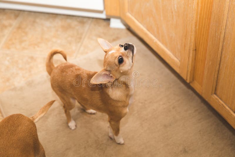Cucciolo sveglio della chihuahua che fiuta nella cucina fotografia stock libera da diritti Cucciolo sveglio della chihuahua che fiuta nella cucina fotografia stock libera da diritti