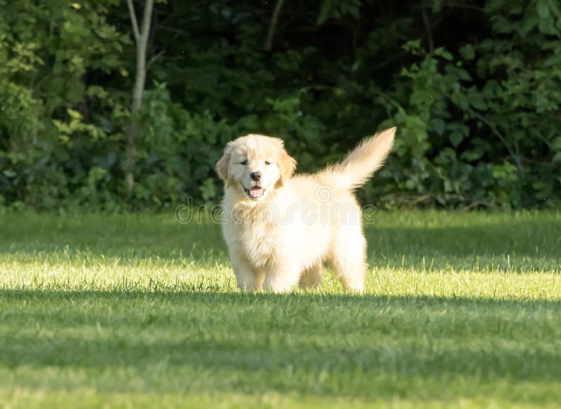 Cucciolo sveglio di golden retriever che gioca nell'erba fotografia stock libera da diritti Cucciolo sveglio di golden retriever che gioca nell'erba fotografia stock libera da diritti