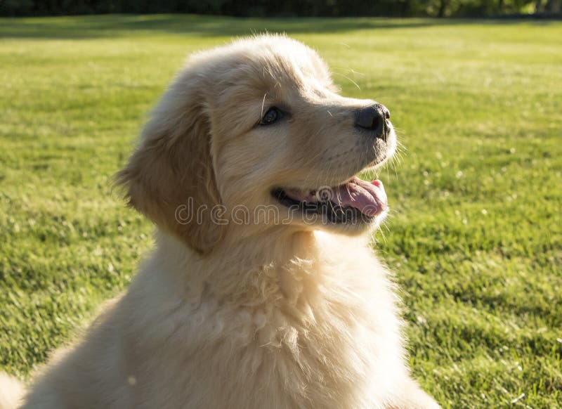 Cucciolo sveglio di golden retriever che sorride fuori fotografia stock libera da diritti Cucciolo sveglio di golden retriever che sorride fuori fotografia stock libera da diritti