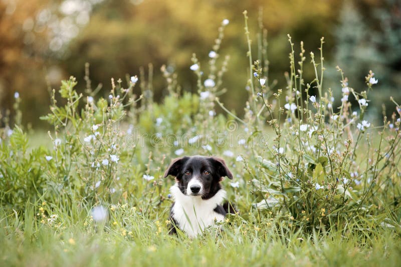 Cucciolo sveglio del Border Collie fotografia stock Cucciolo sveglio del Border Collie fotografia stock