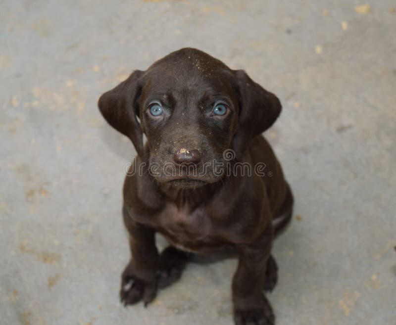Cucciolo tedesco di marrone del puntatore dai capelli corti Animale domestico maschio fotografia stock libera da diritti Cucciolo tedesco di marrone del puntatore dai capelli corti Animale domestico maschio fotografia stock libera da diritti