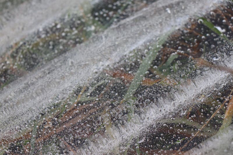 Cuchillas de la hierba debajo del hielo - edición del bosque fotos de archivo libres de regalías Cuchillas de la hierba debajo del hielo - edición del bosque fotos de archivo libres de regalías