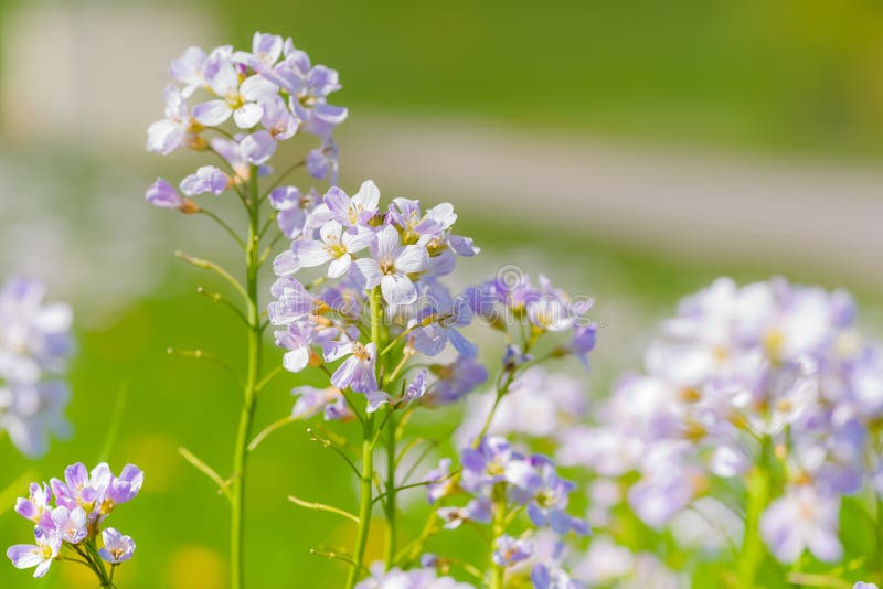 Cuckoo flower (Cardamine pratensis)