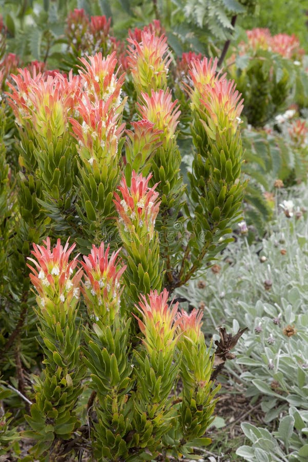 Cucullatus Mimetes, ή Rooistompe, βοτανικός κήπος Kirstenbosch, δυτικό ακρωτήριο, Νότια Αφρική. Cucullatus Mimetes, ή Rooistompe, βοτανικός κήπος Kirstenbosch, ακρωτήριο Weastern, Καίηπ Τάουν, Νότια Αφρική, εγκαταστάσεις Fynbos, οικογένεια protea
