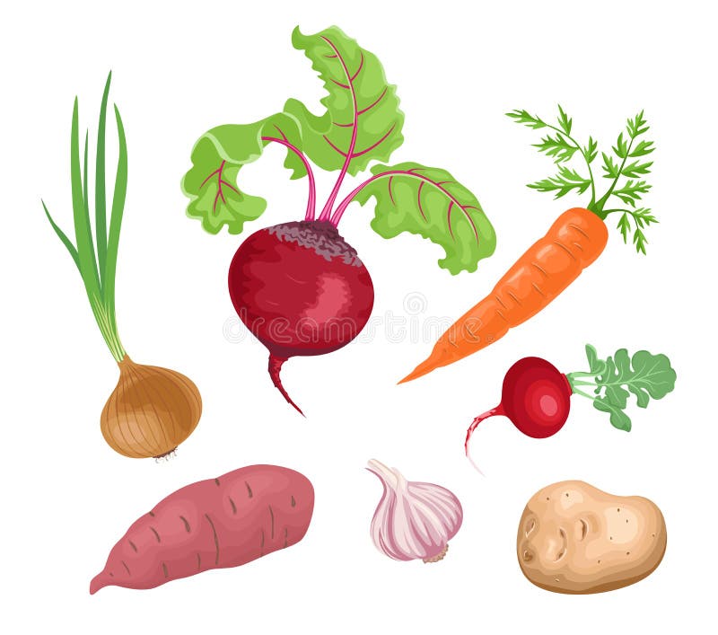 Root vegetables icons. stock vector. Illustration of carrot 59465386