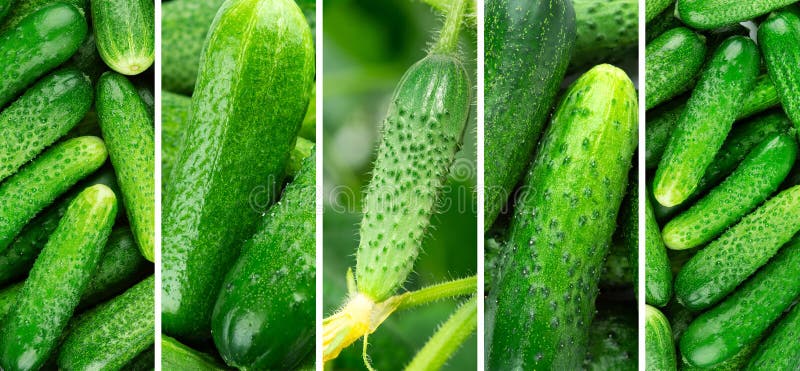 Cucumber background. Fresh vegetables