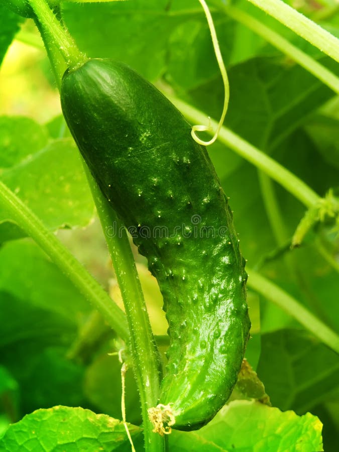 Cucumber on a bed