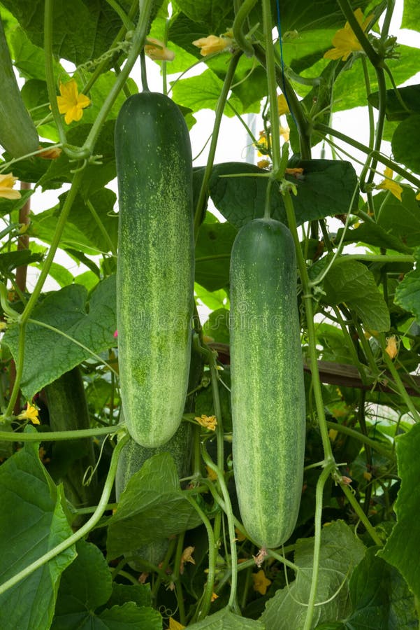 Cucumber crop stock image. Image of harvest, consumption 46132481