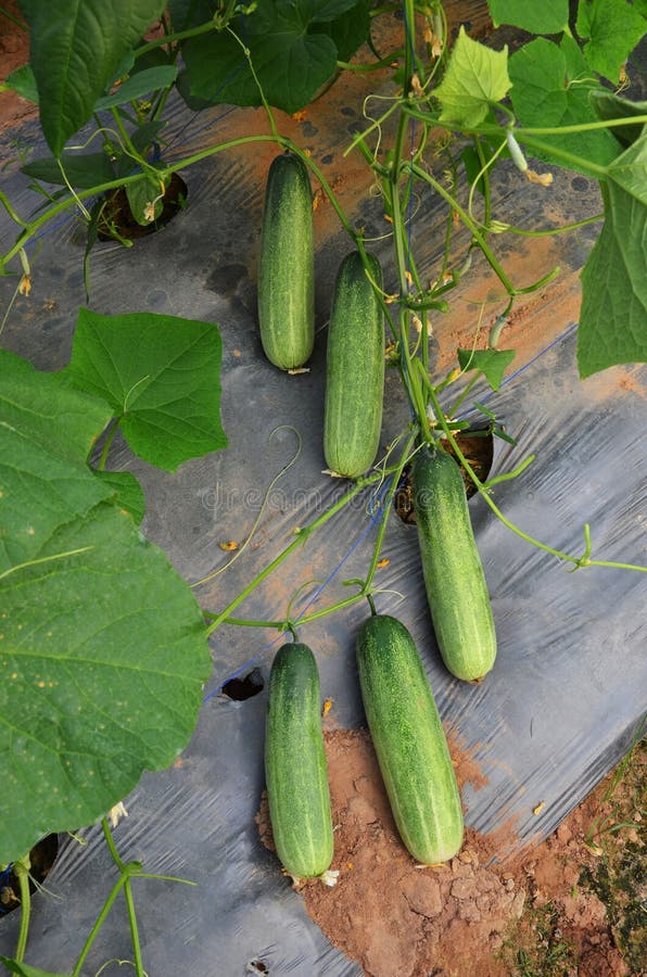Cucumber crop stock image. Image of indoor, agriculture 27880283