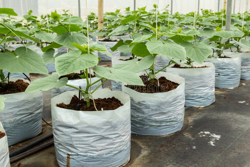 Cucumber cultivation in greenhouse stock image