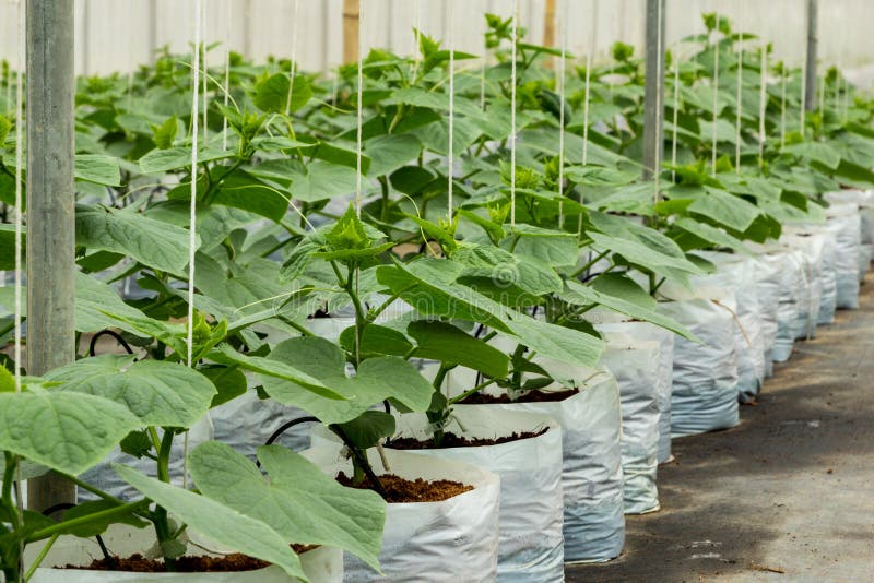 Cucumber cultivation in greenhouse royalty free stock photos