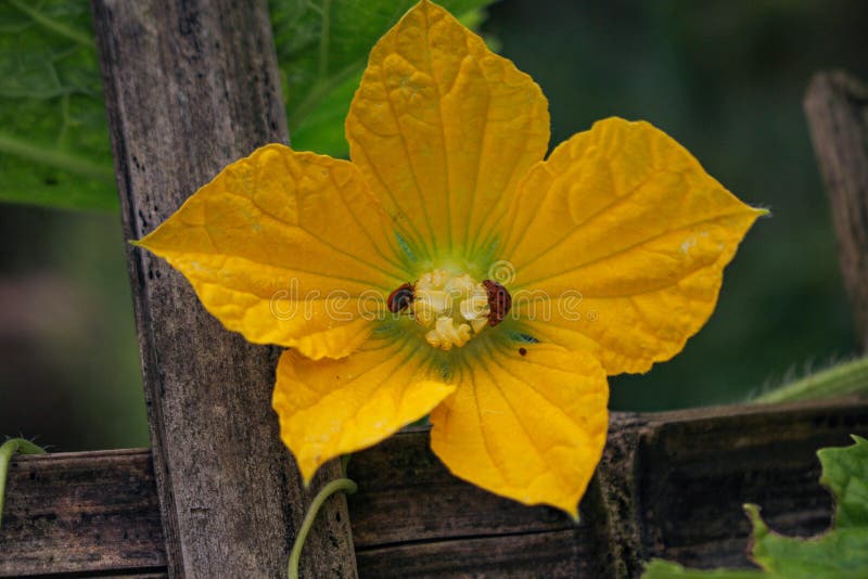 Cucumber Flower and Leaf with Garden,growing Farming Stock Photo