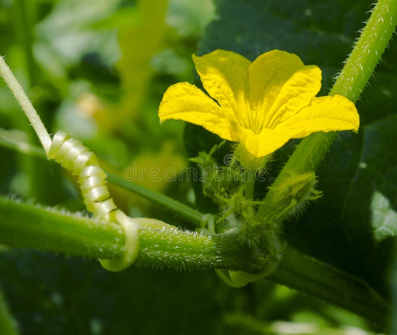 Cucumber Flower and Vine