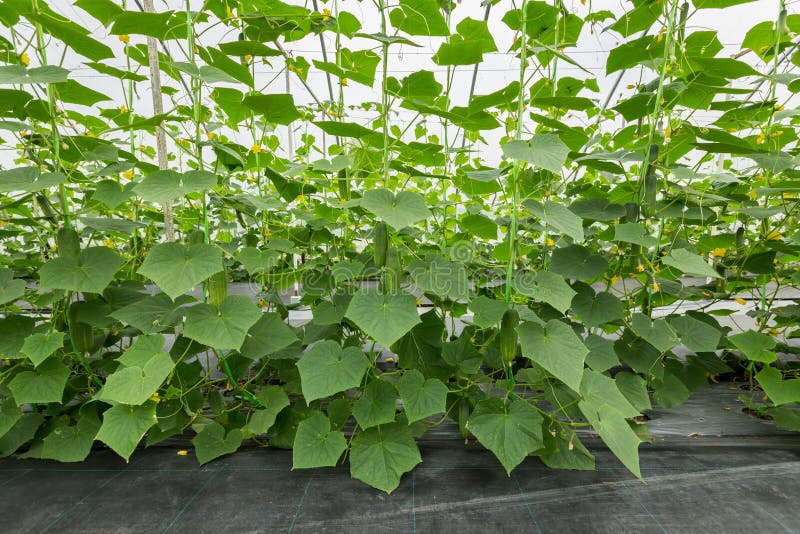 Cucumber in greenhouse stock image