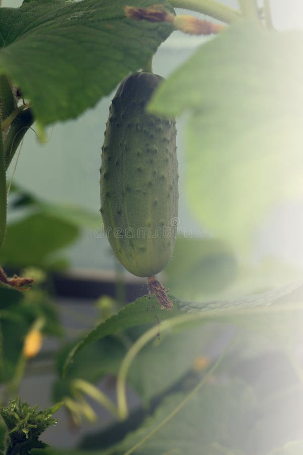 Cucumber Grows on a Bed, a Vegetable Hangs from a Creeper Plant Stock