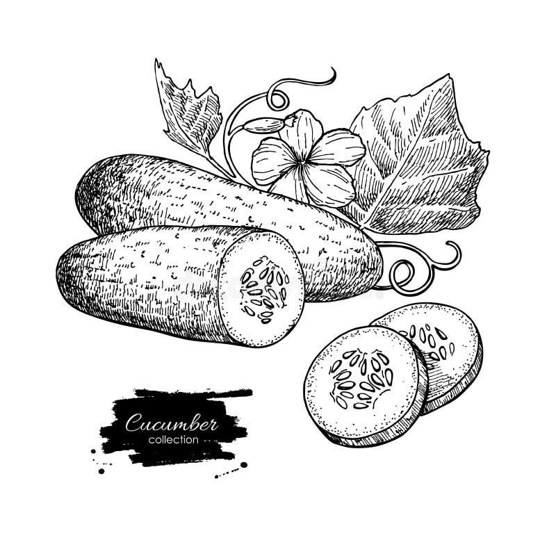 Discover 164+ cucumber sketch images super hot