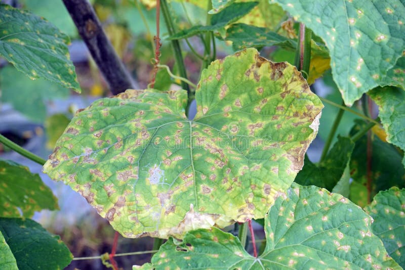 Cucumber Leaf Spot Disease Symptom Stock Photo - Image of cucumbers ...