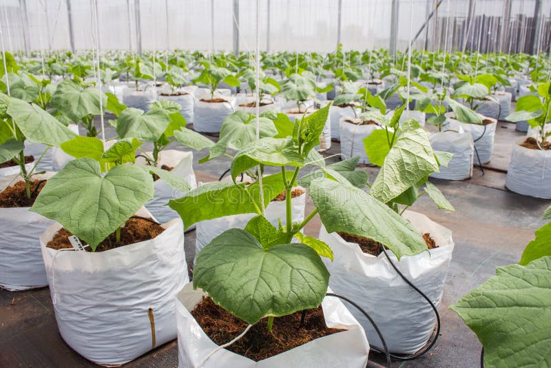 Cucumber plant cultivated