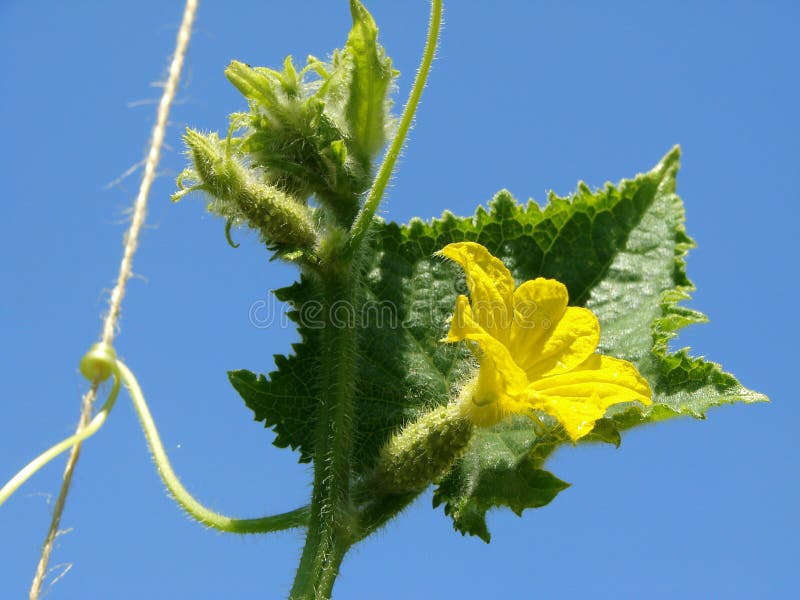 Cucumber plant fragment