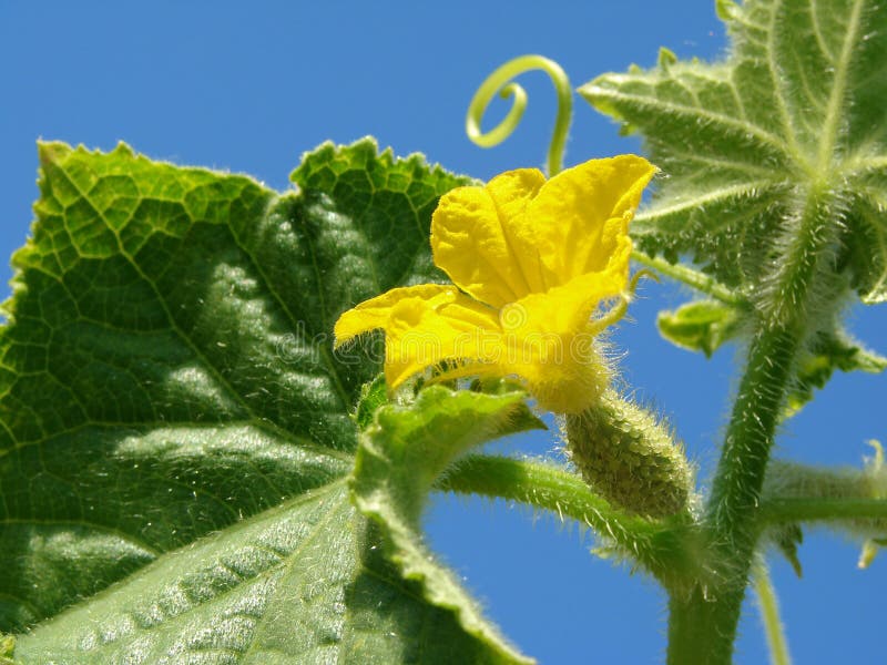 Cucumber plant fragment