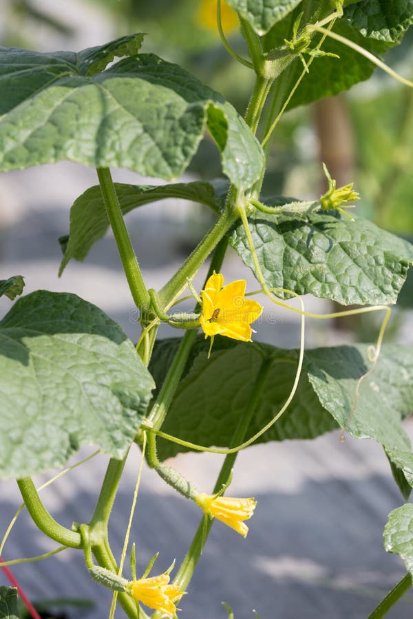 Cucumber plant growing in the field and pollinated with bee royalty free stock photos