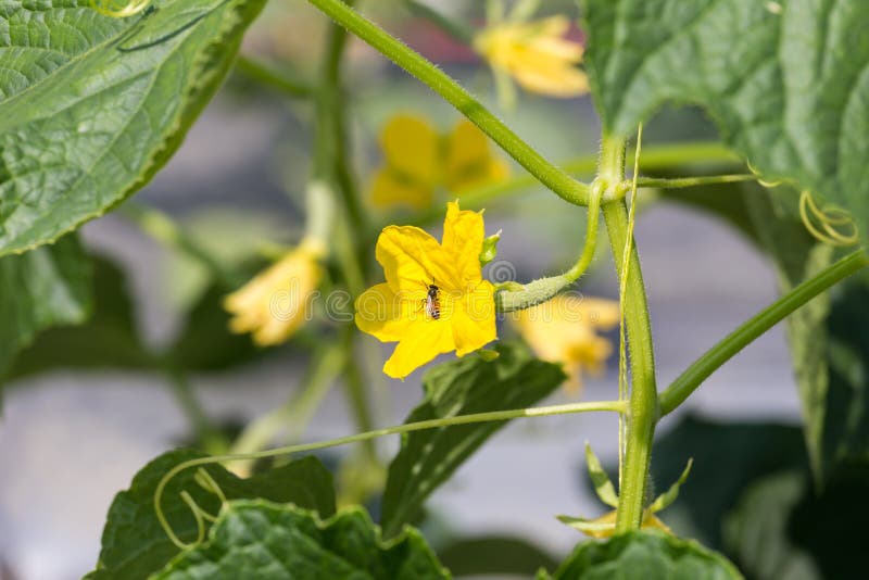 Cucumber plant growing in field and pollinated with bee stock image