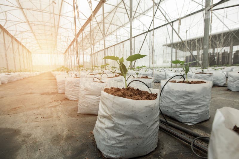 Cucumber plant growing in greenhouse stock images
