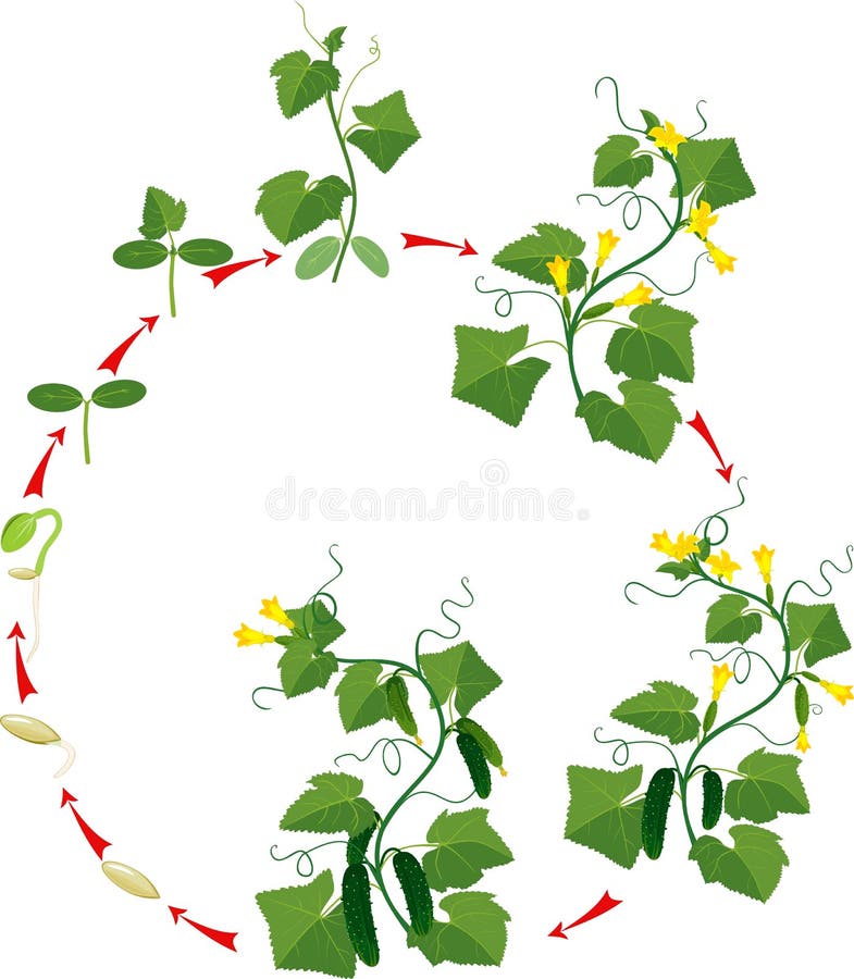 Cucumber plant growth cycle