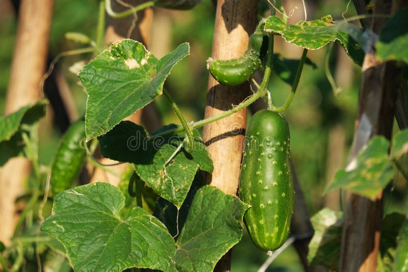 Cucumber Plantation Supported by Bamboo Stakes Stock Image Image of