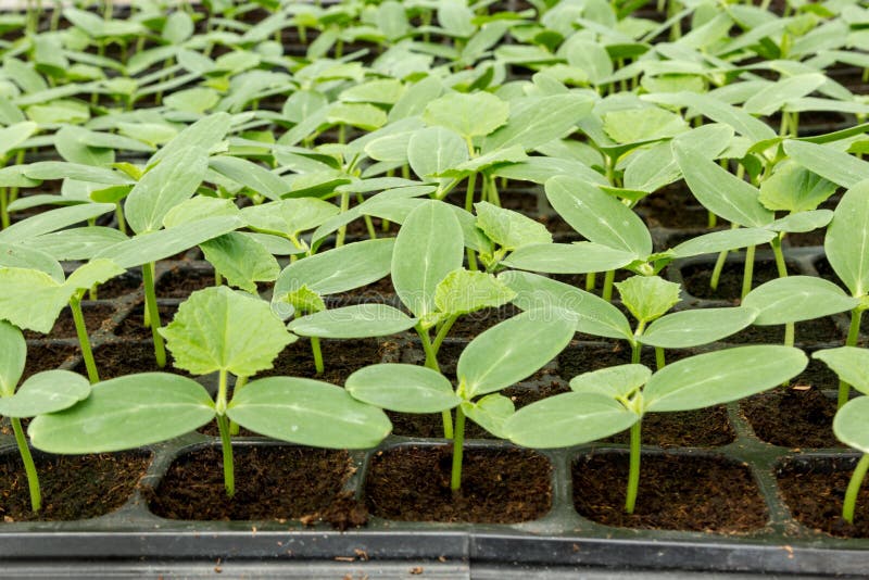 Cucumber seedling royalty free stock photos