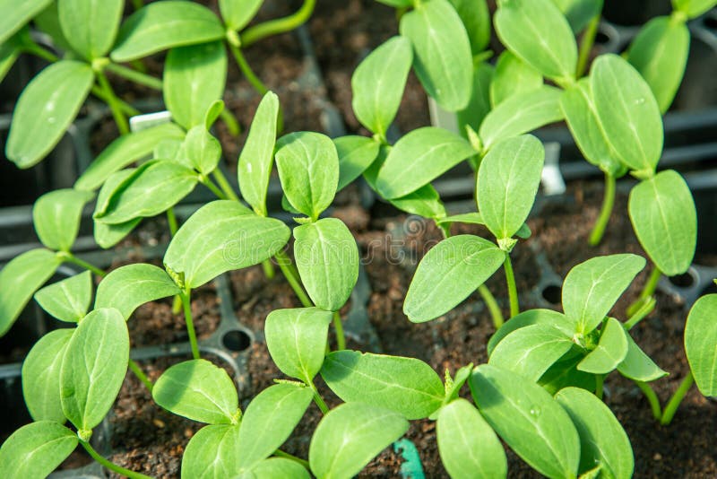 Cucumber seedling in tray stock image
