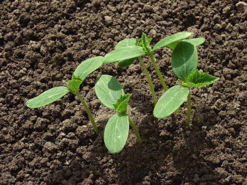 Cucumber seedlings