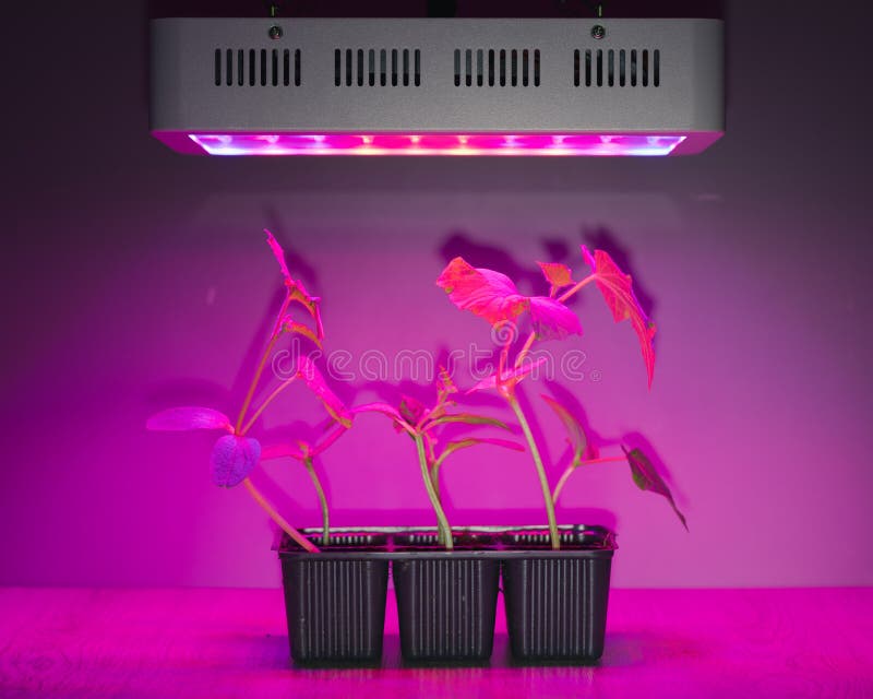 Cucumber Sprouts Under Led Light Grow Lamp Stock Image Image of black
